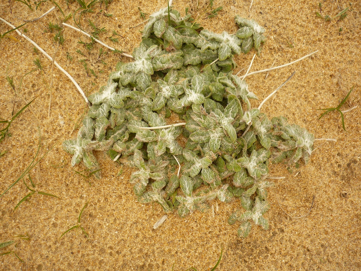 Hieracium eriophorum (Asteraceae)